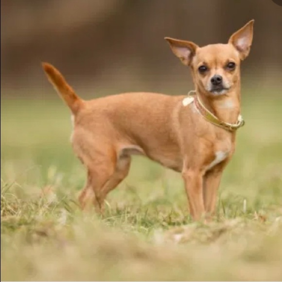 Meet your Posher, Domingo - Picture 1 of 1